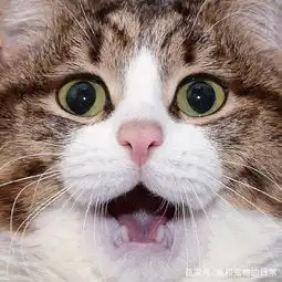 这只猫咪虽然只有两条腿,但它凭借丰富的表情包圈粉无数 这只猫咪虽然只有两条腿,但它凭借丰富的表情包圈粉无数