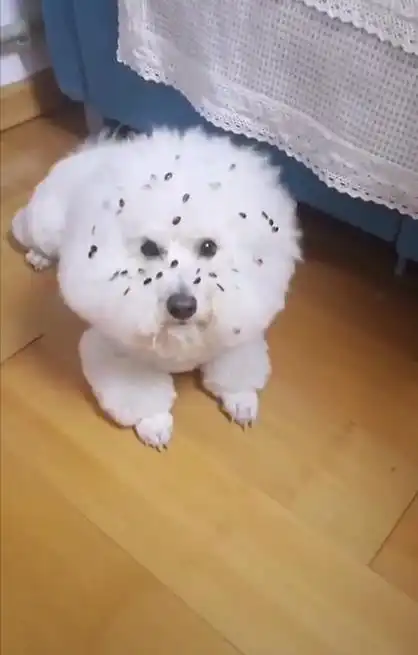 狗呕吐的动画表情