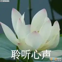 中老年人表情包图片平气
