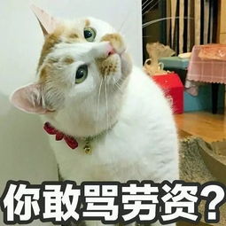  来不及告别,这只8岁的表情包回喵星了