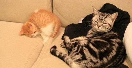 灰猫不爽小橘加入表情超冷淡,但自从小橘热情对它后立刻开手抱抱 灰猫不爽小橘加入表情超冷淡,但自从小橘热情对它后立刻开手抱抱