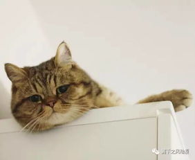  又发现一只忧郁大脸胖猫