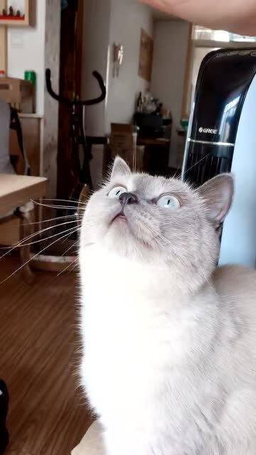  一脸享受的表情撸猫的方式千万种,这是我家猫最喜欢的一种