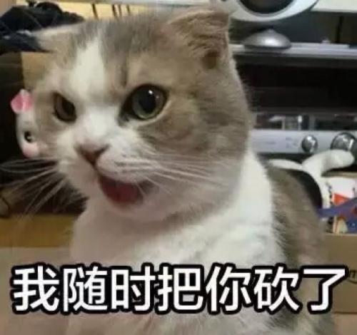 猫咪呕吐表情包猫咪