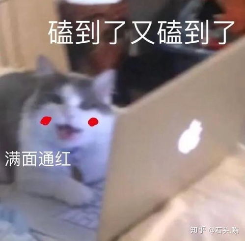  我可以没有爱情,但我嗑的cp一定要成