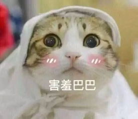  被自己蠢哭了,这智商怕不是被狗吃了吧