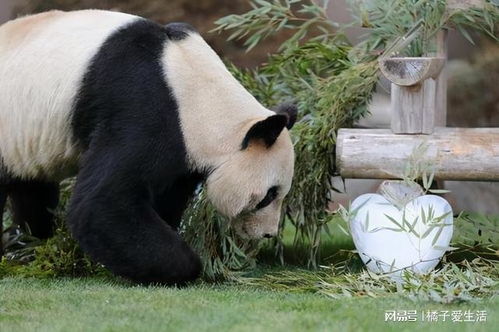  因为太能吃,大熊猫被马来西亚退货当事大熊猫公开退货真相