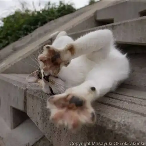 猫事打滚撒娇伸懒腰,这个摄影师拍街猫每张都能做成表情包 猫事打滚撒娇伸懒腰,这个摄影师拍街猫每张都能做成表情包