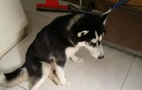 张若昀哈士奇表情包打架