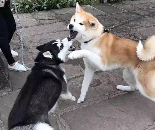  哈士奇跟柴犬干上了,一大波表情包正在袭来,笑死人啦