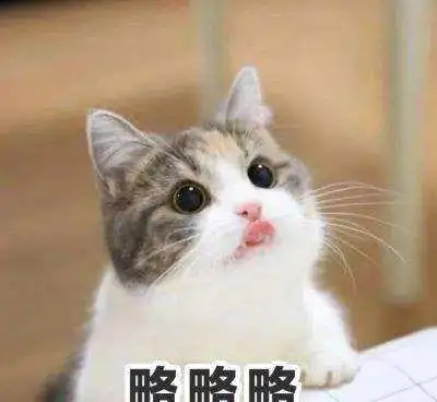  猫咪会不会觉得自己的铲屎官很丑