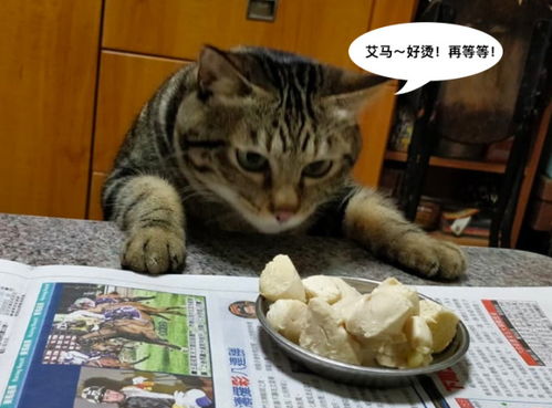  猫咪看到吃的一脸馋样,新出炉的表情包,拿走不谢