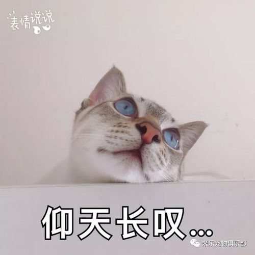  表情包制作大赛一边倒众喵质问汪汪哪里去了