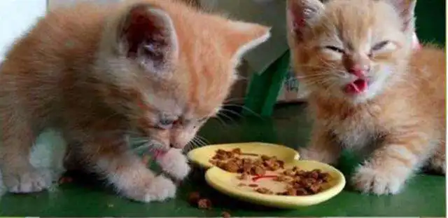 主人恶整喵星人,在小鱼干里下辣椒,结果 主人恶整喵星人,在小鱼干里下辣椒,结果