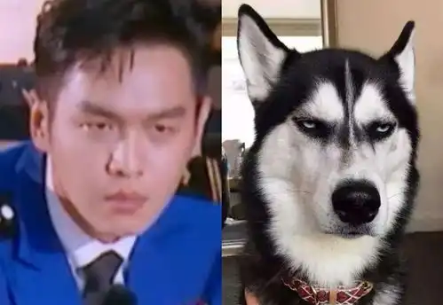 张若昀哈士奇表情包张若