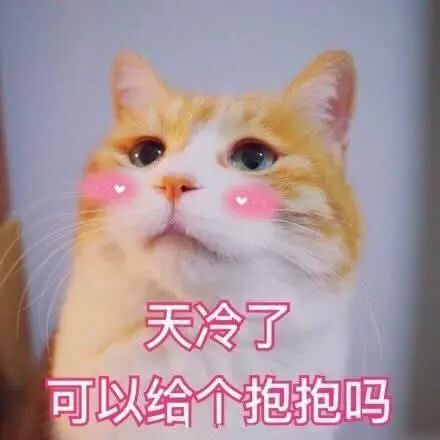  猫咪表情包天冷了,可以给个抱抱吗