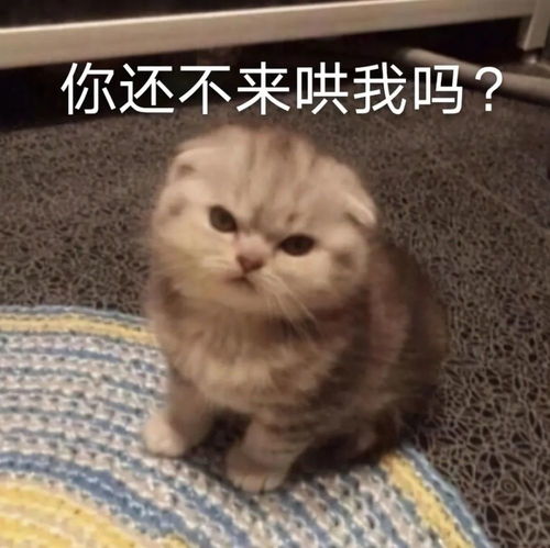  12.2我这么可爱你为什么要伤我的心丨抖音热门图