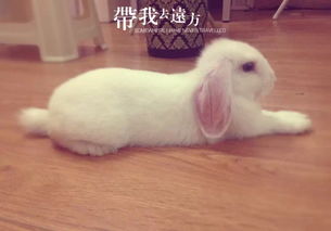  萌宠图文大赛垂耳兔火锅酱的小时光