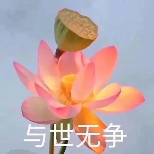 给花表情包佛系