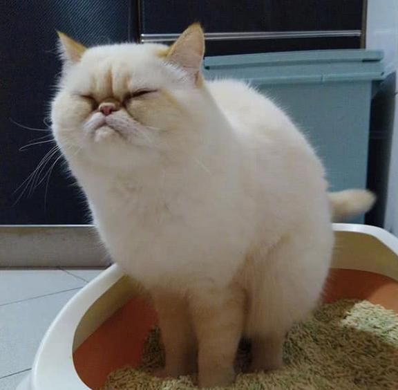  猫咪有这些特征,说明它身上爬满了虫子