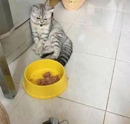 猫的表情包生无可恋洗澡