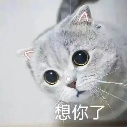 一组萌翻了的猫咪表情包 一组萌翻了的猫咪表情包