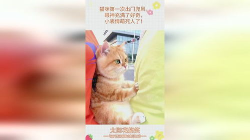  猫咪第一次出门兜风,眼神充满了好奇,小表情萌死人了