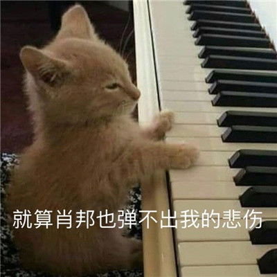  搞笑表情包合集就算肖邦也谈不出我的悲伤