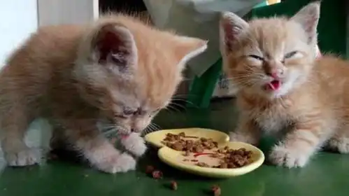 贪便宜买了包猫粮,刚给猫咪吃了一口,猫咪竟嫌弃得吐舌头 贪便宜买了包猫粮,刚给猫咪吃了一口,猫咪竟嫌弃得吐舌头