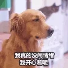 金毛托腮表情包
