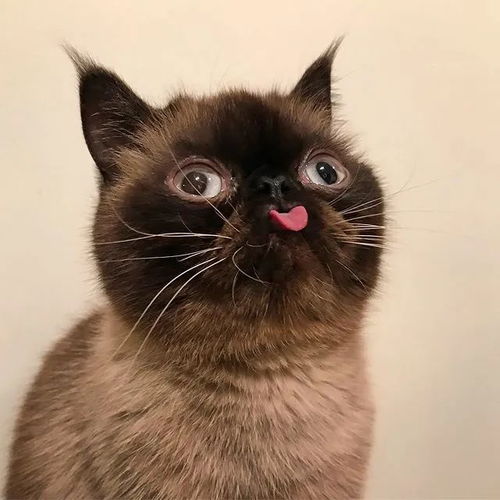  最爱吐舌的小猫咪,教你如何略略略不停