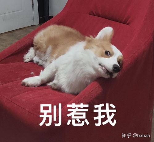  养只特别帅的狗狗是什么体验