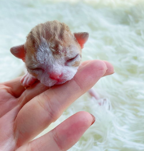  猫咪新生奶猫,奶猫因饥饿迫使猫妈喂奶,一脸生无可恋的表情