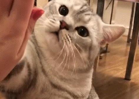  主人想跟猫咪击掌,猫咪不肯,主人掏出鱼干,猫咪的举动笑哭主人