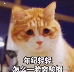  萌萌哒宠物表情包