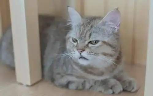 主人为猫咪包办婚姻,猫咪誓死抵抗,委屈的小表情笑死人 主人为猫咪包办婚姻,猫咪誓死抵抗,委屈的小表情笑死人