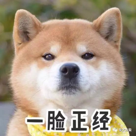  关于柴犬的尴尬期,怎么样才能让柴犬爆脸