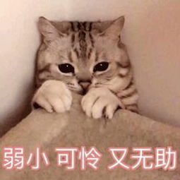  过冬必备百元好物从早到晚温暖一整天,再也不怕冻手冻脚
