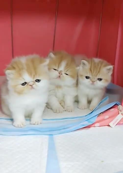  太可爱了三只可爱的小猫咪表情都很搞笑