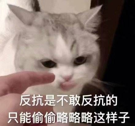  口吐芬芳小猫咪