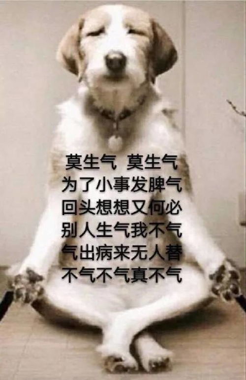  最全佛系表情包,看完之后,我的内心只有peacelove