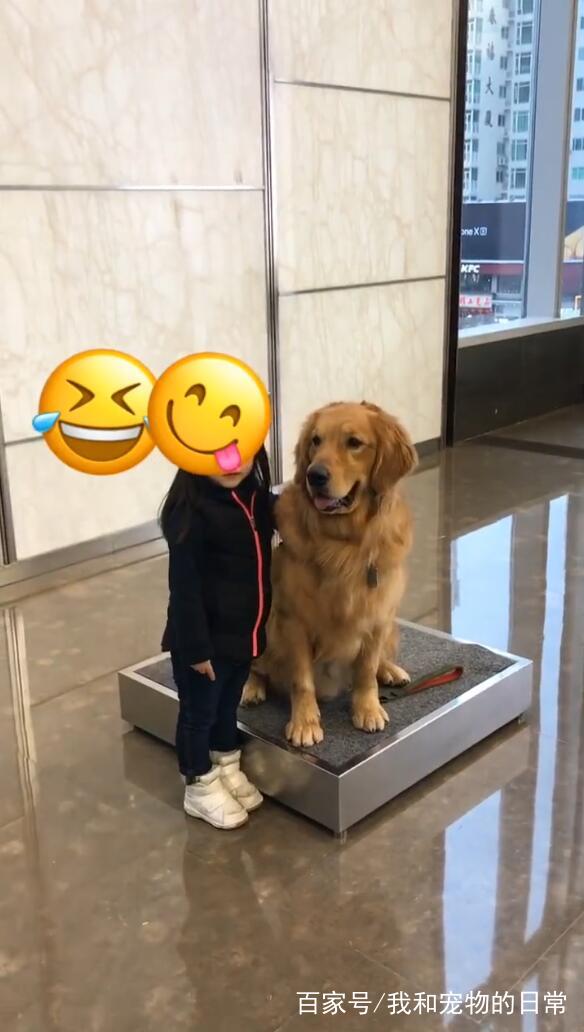  大金毛偷偷亲了一下求合影的孩子,亲完还做出个害羞的表情