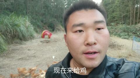  胖哥带3包稻谷壳给小鸡垫窝,喂完鸭子又喂鸡,鸭子太能吃了