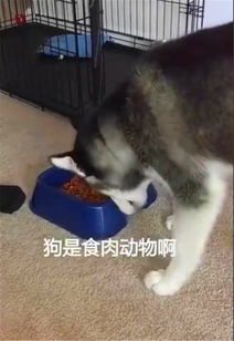  二哈看到自己的晚饭又是狗粮,表情亮了,大喊你还是让我吃屎去吧