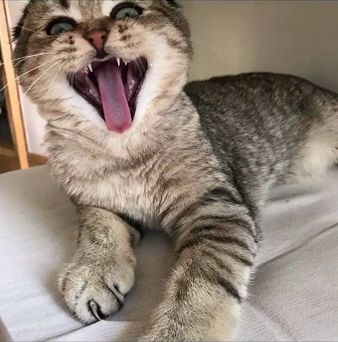  你们要的超萌的猫咪表情包来了,拿走不谢
