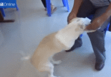 只有两条腿的狗,却快乐得像只袋鼠,每天用鼻头和脑袋与人互动 只有两条腿的狗,却快乐得像只袋鼠,每天用鼻头和脑袋与人互动