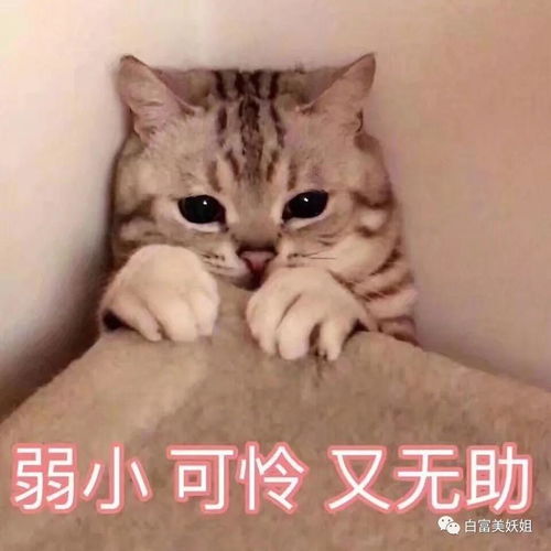 长痘痘表情包搞笑图片猫
