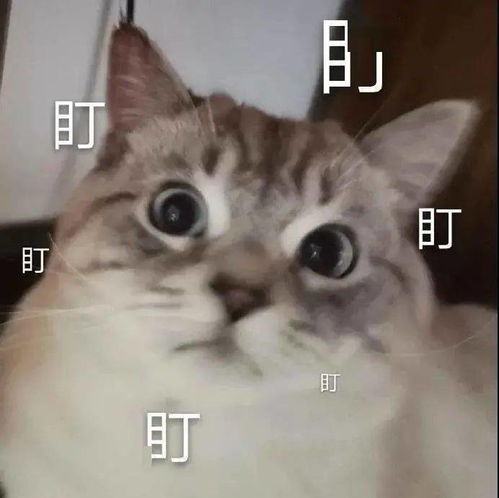  盯盯盯盯盯盯丨第156期喵表情