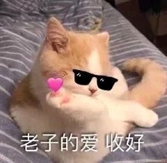  猫猫表情包1.0