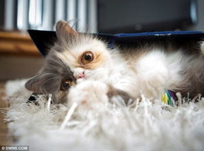 一脸忧郁的猫表情包宠物